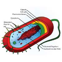 Bacterial Cell Bacterial Cells Bacterial