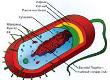 What is Inside a Bacterial Cell?