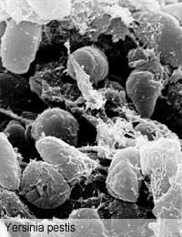Plague Plague Bacterium Yersinia Pestis