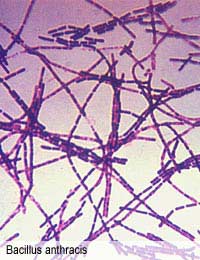 Anthrax Anthrax Spores Bacillus