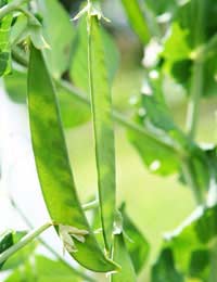 Nitrogen-fixing Bacteria Legume Root