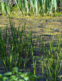 Plant Diseases Black Rot Wilt Bacterial