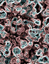 Classification Of Bacteria Cyanobacteria