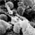 Which Bacterium Causes the Plague?