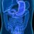 Friendly Bacteria in the Digestive System